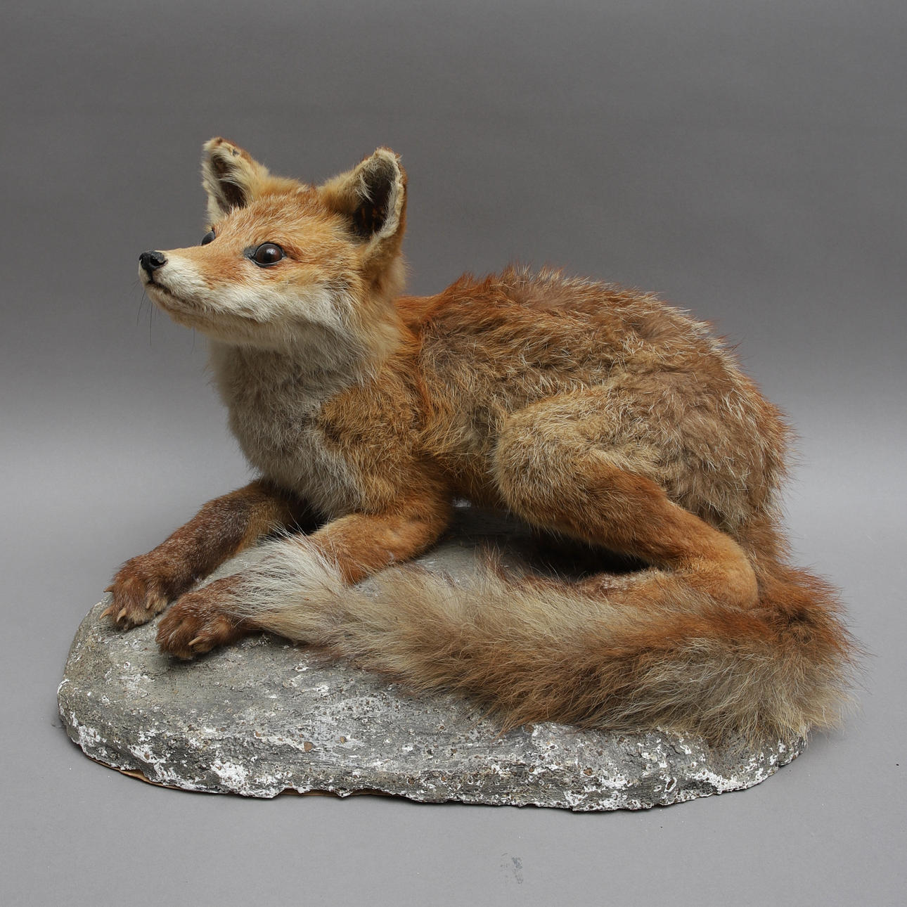 TAXIDERMI, zorro disecado.