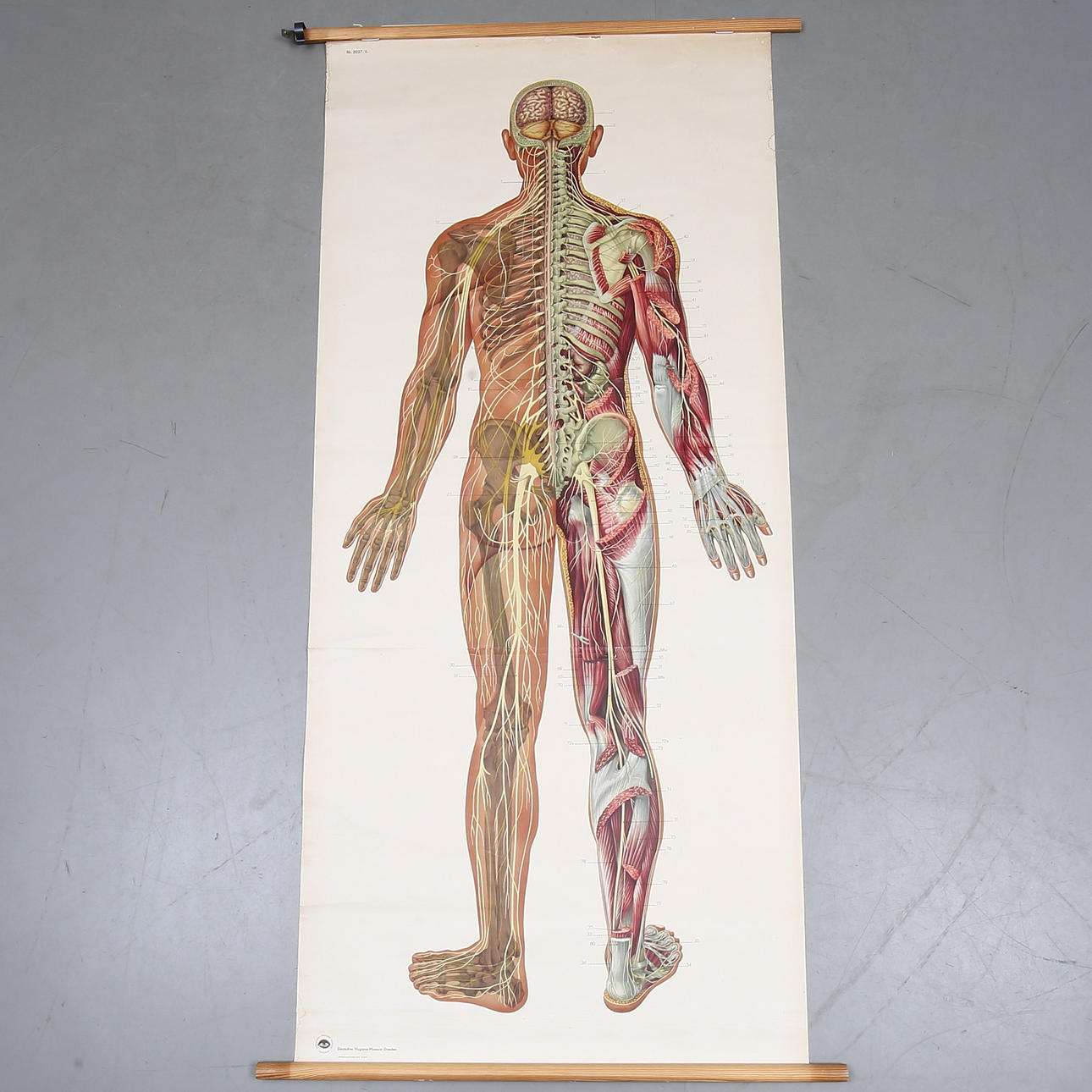 Schulplanet. Anatomisches Bild, Nervensystem Nr. 2037.