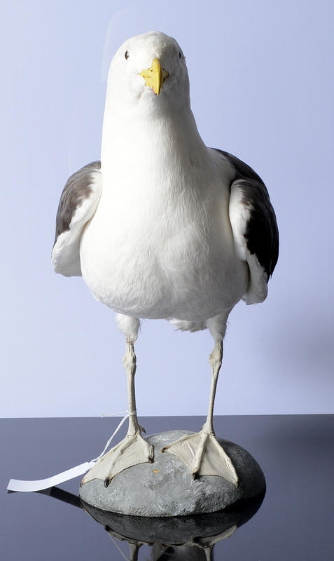 UPPSTOPPAD HAVSTRUT.