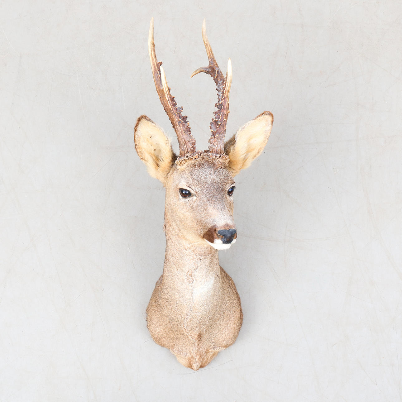 TROFEO DE CAZA, ciervo, disecado.