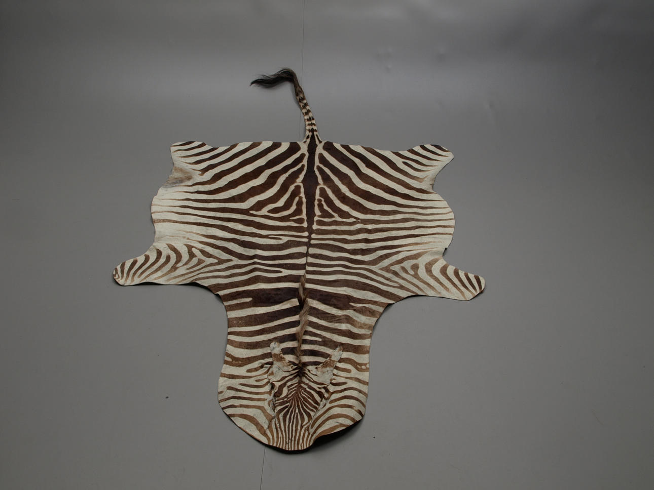 SKINN, Zebra, 1900-tal.