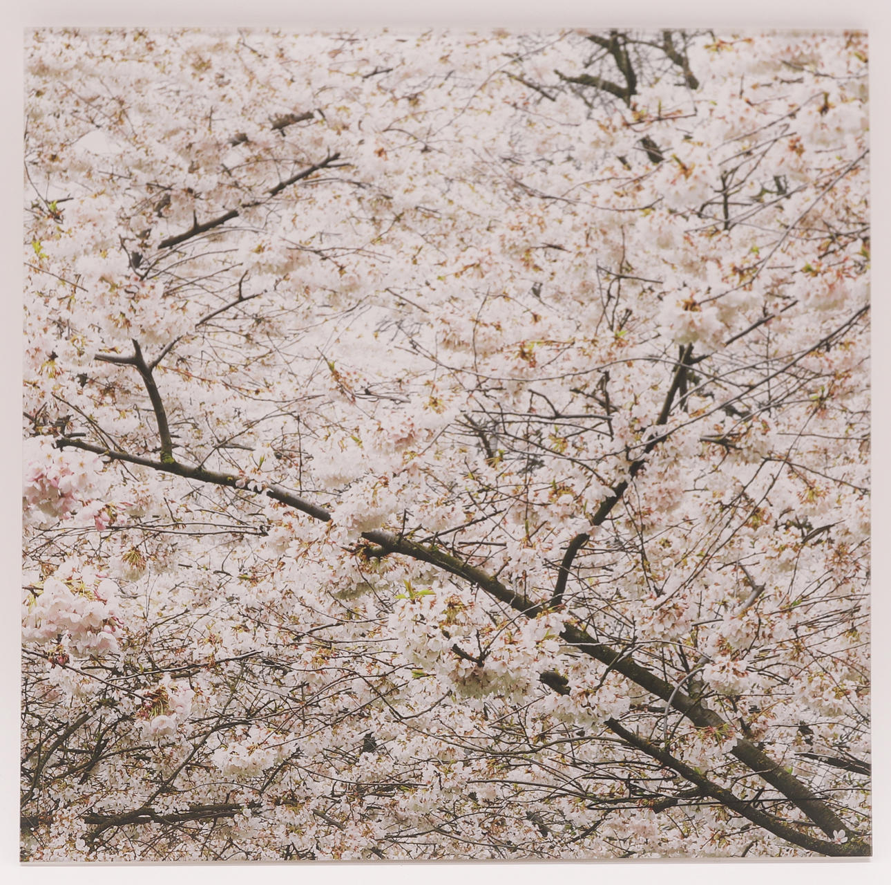 PETER LIK (1959). FOTO "MANDELTRÆER".