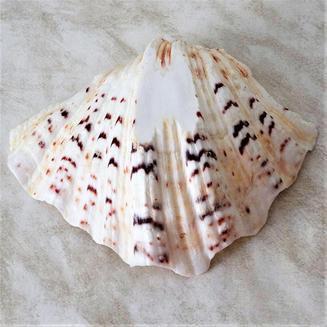 MUSSLA.