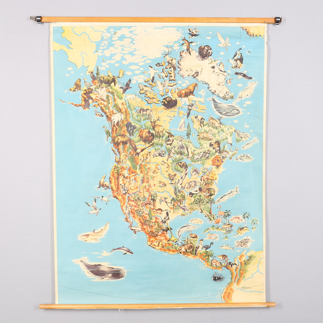 SKOLPLANSCH, offsettryck, Nordamerikas vilda växter och djur, Nordskol, Osby.