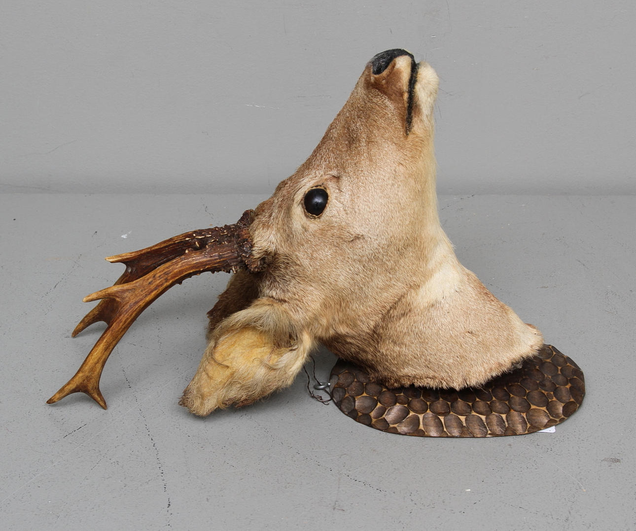 JAKTTROFFÉ, rådjur.