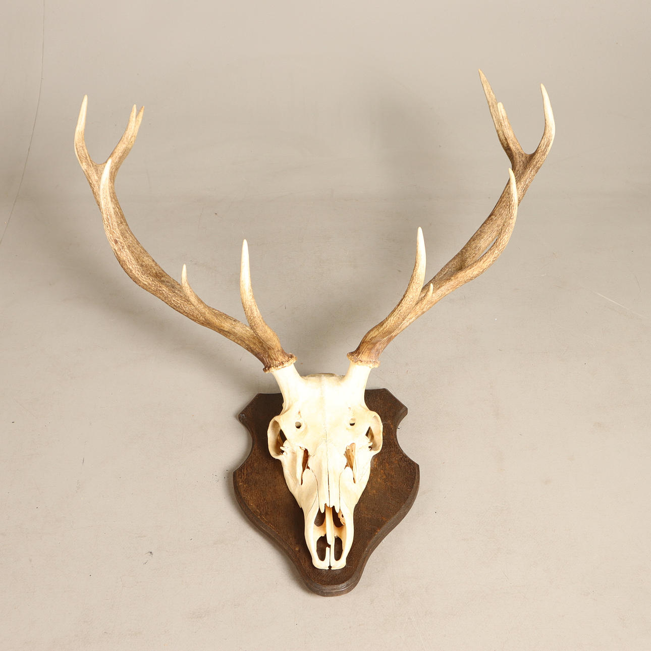 HUNTING TROPHY Red deer.
