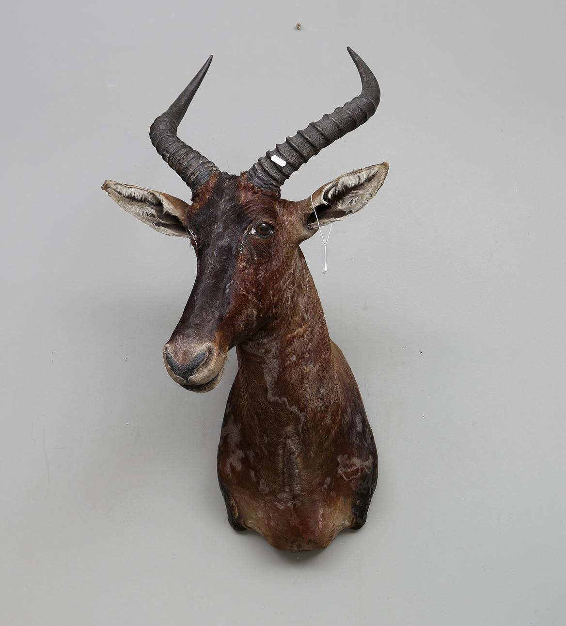 TROFEO DE CAZA, Bestia Pelirroja.