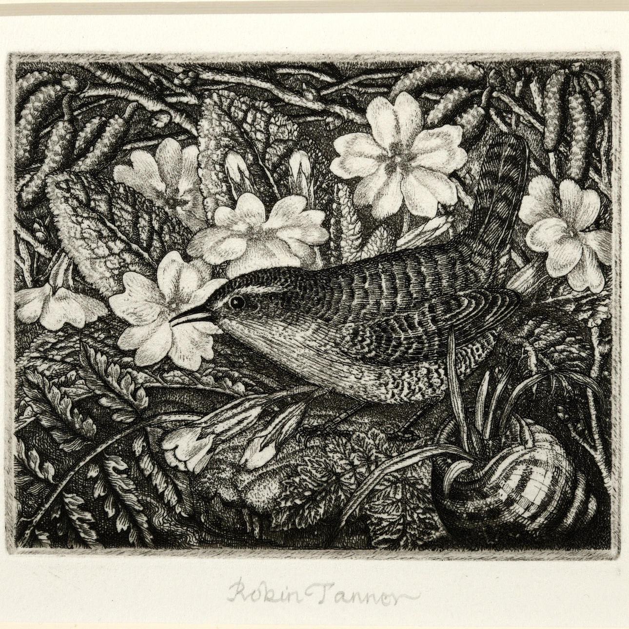 ROBIN TANNER (1904-1988). WREN AND PRIMROSES.