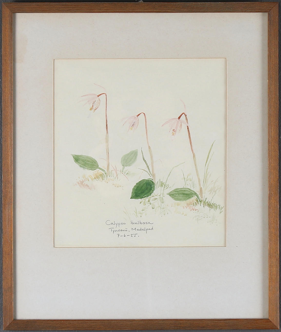 ROLF LIDBERG. "Calypso bulbosa", akvarell, signerad och daterad -55.