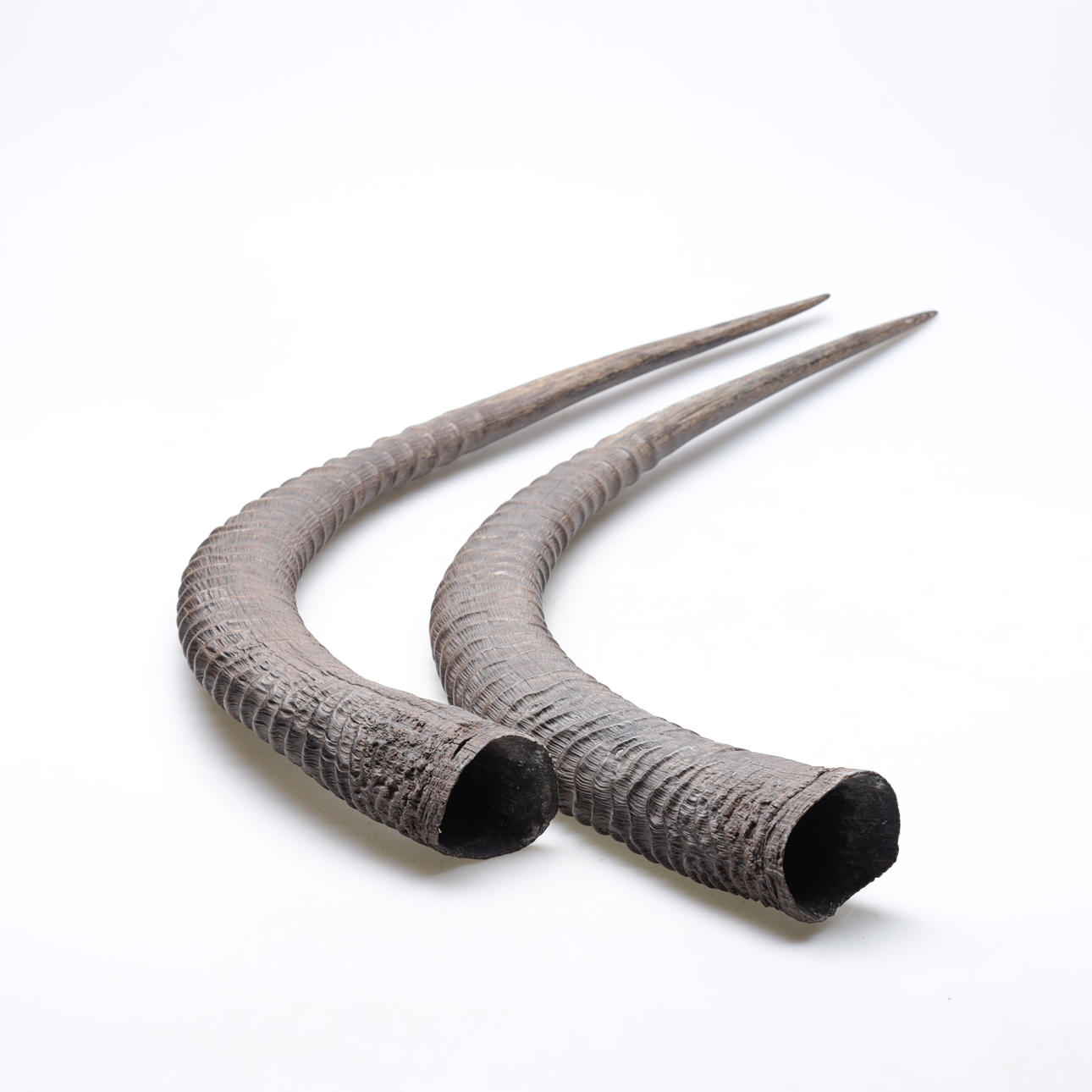 SARVET, 1 pari, antilooppi.