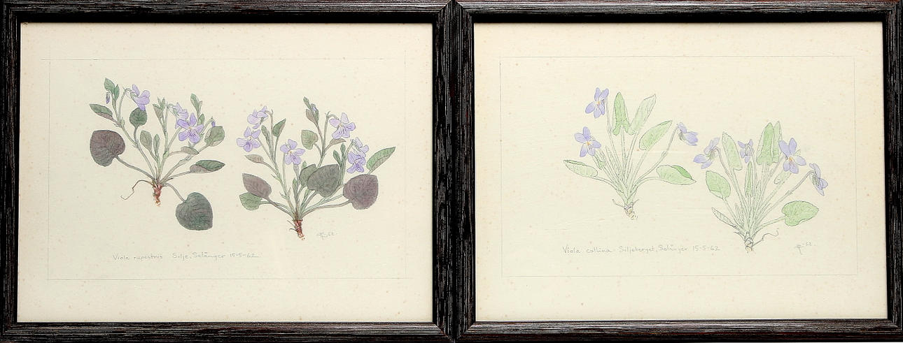 ROLF LIDBERG. 2 st, akvareller,"Viola collina, Siljeberget, Selånger" samt "Viola rupestris, Silje, Selånger", signerade och daterade 15/5 -62.