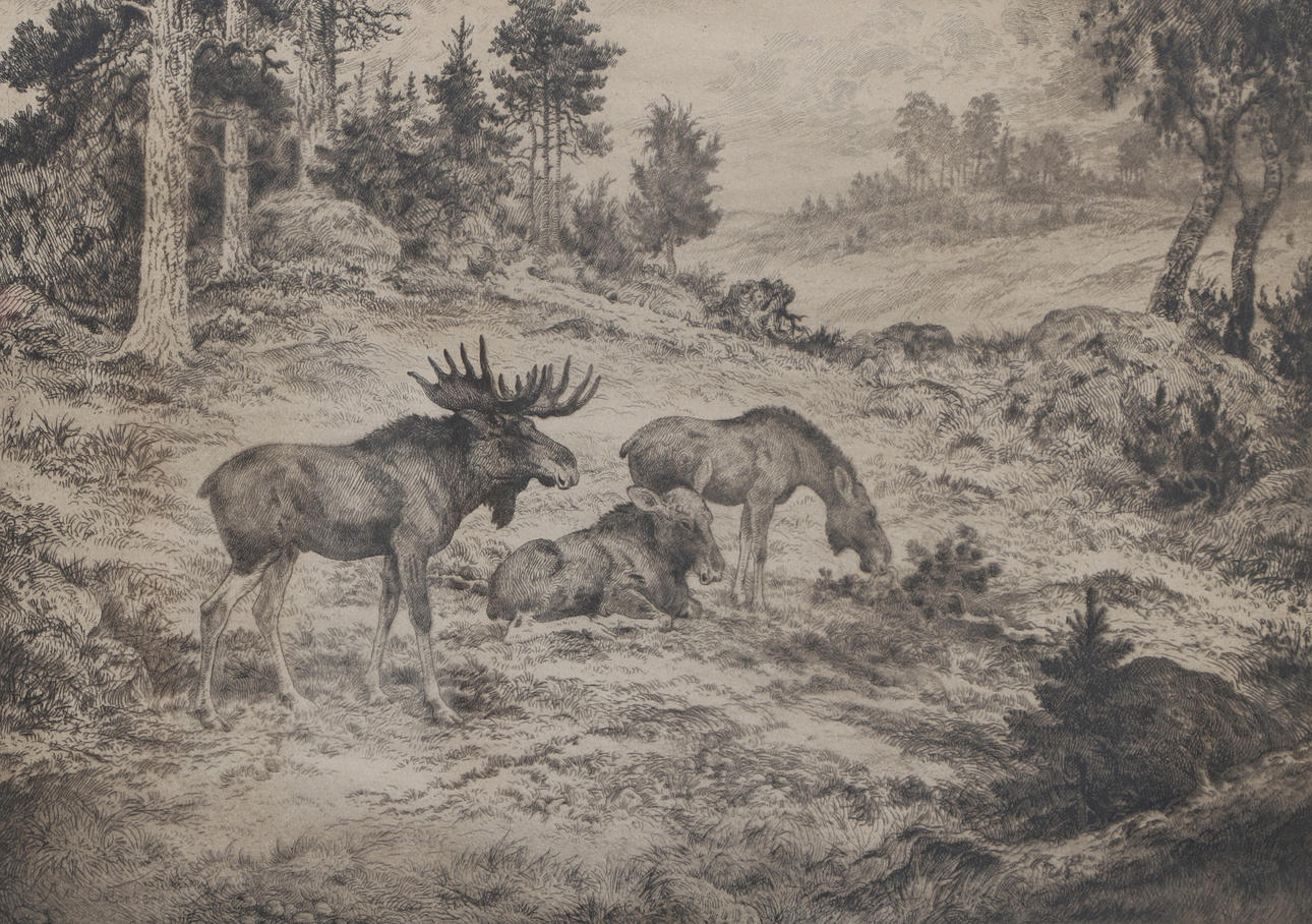 AXEL ÖSTERBERG. original etching, "Moose", signed.