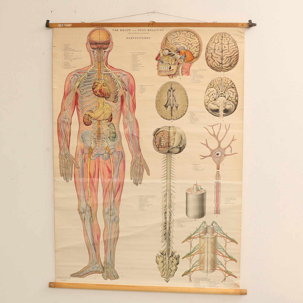 SCHOOL PLANSCH, 1956.