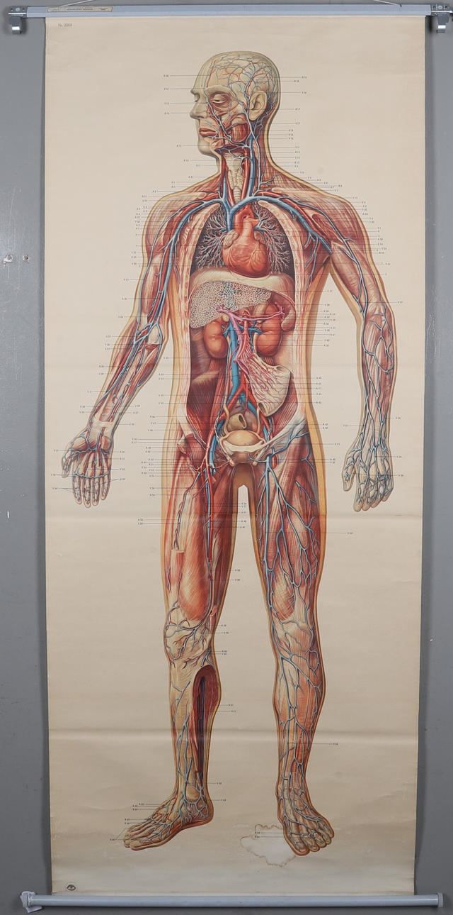 ANATOMIPLANSCH, Norstedts, 1900-tal.