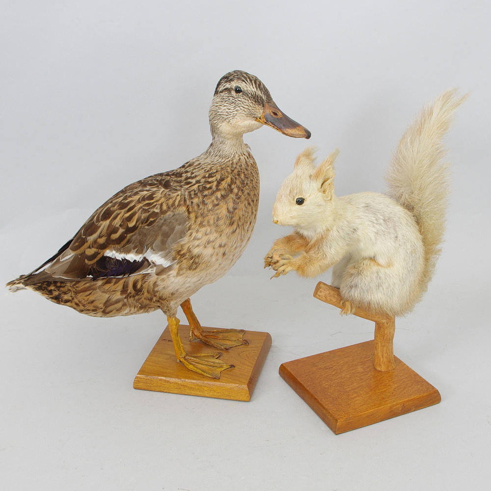 UPPSTOPPAD EKORRE SAMT GRÄSAND.