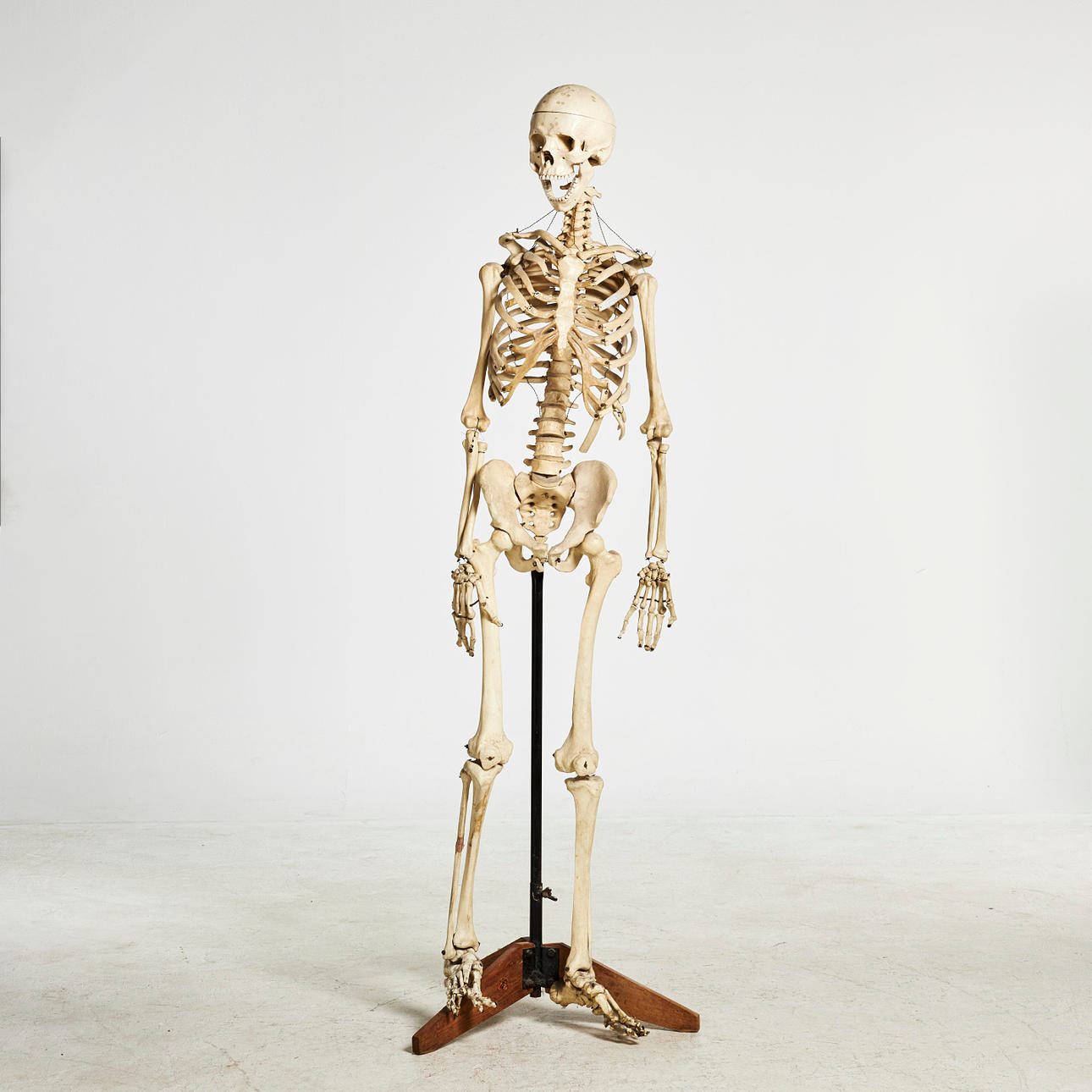 MODELO ANATÓMICO, esqueleto humano sobre andamio, masa fundida.