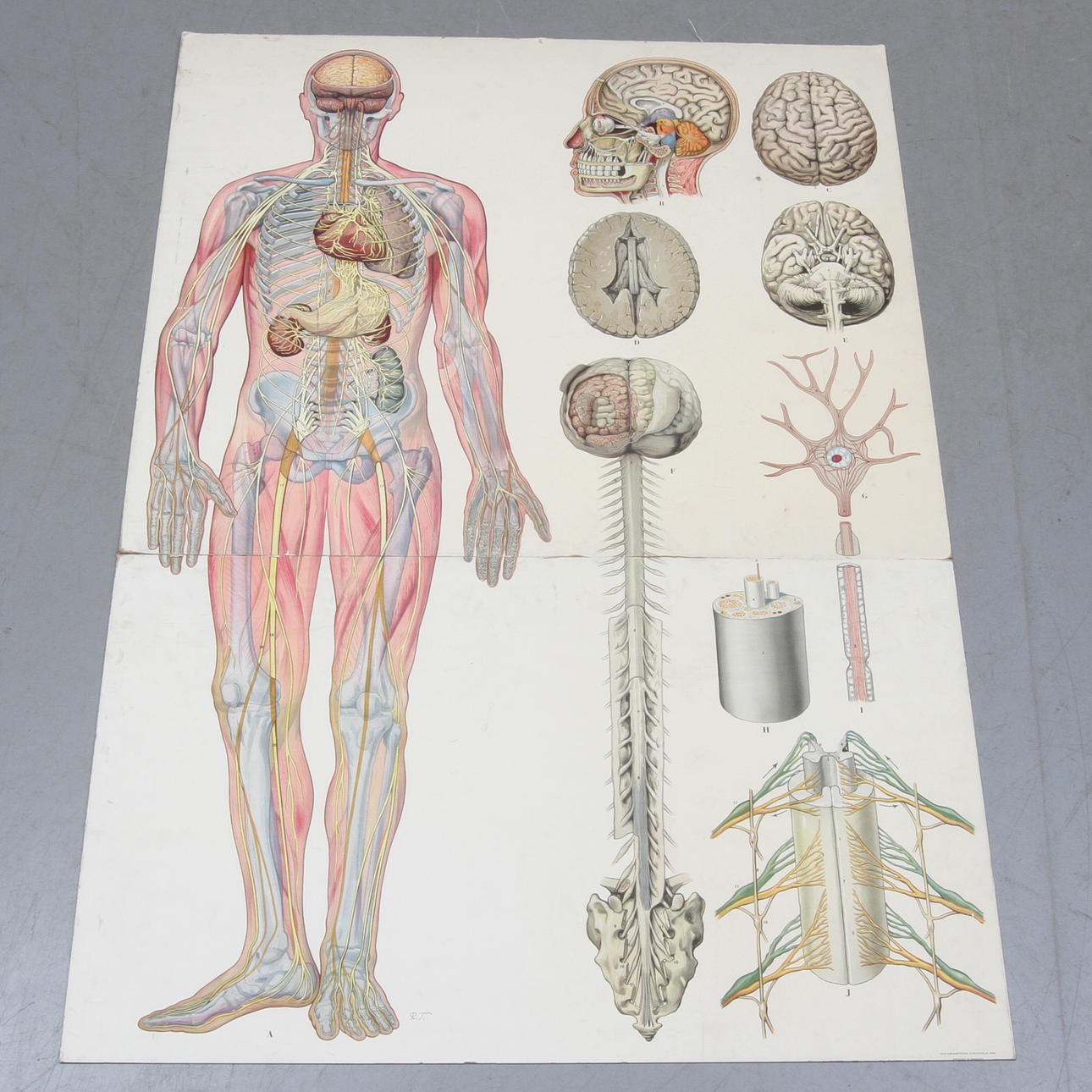 SKOLPLANSCH, Anatomisk bild.