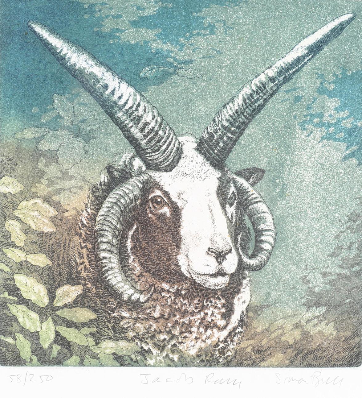 SIMON BULL. TWO ETCHINGS OF A GOAT AND SHEEP JACOB RAM AND HERDWICK PRIDE BY SIMON BULL.