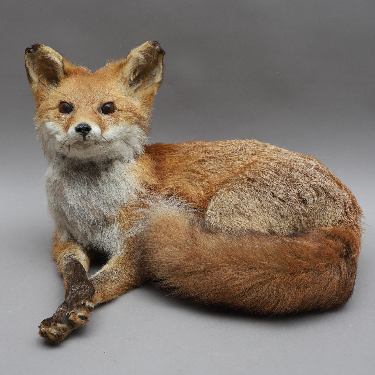 TAXIDERMI, udstoppet ræv, 20. århundrede.