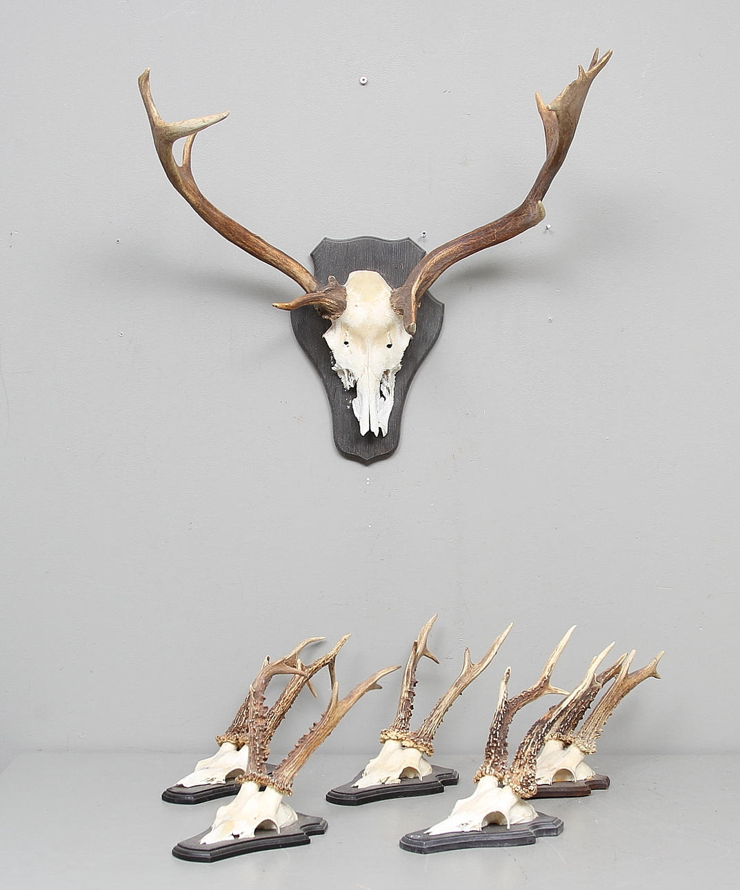 HORN, 6 del, bland annat rådjur.