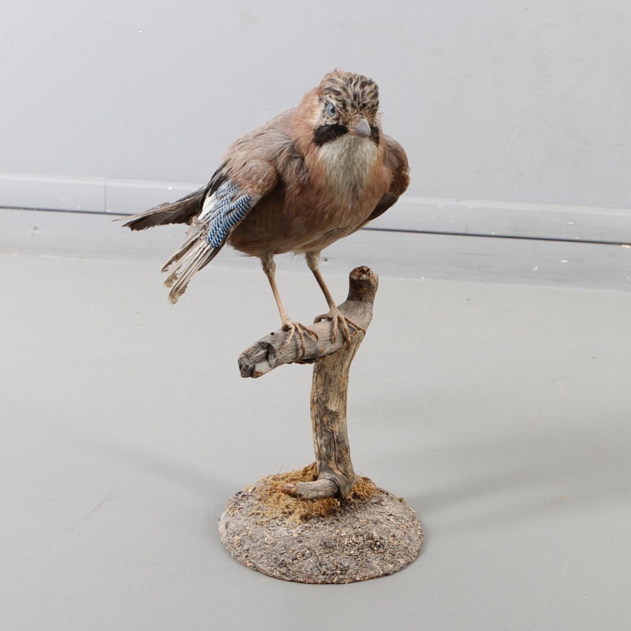 NÖTSKRIKA, uppstoppad.