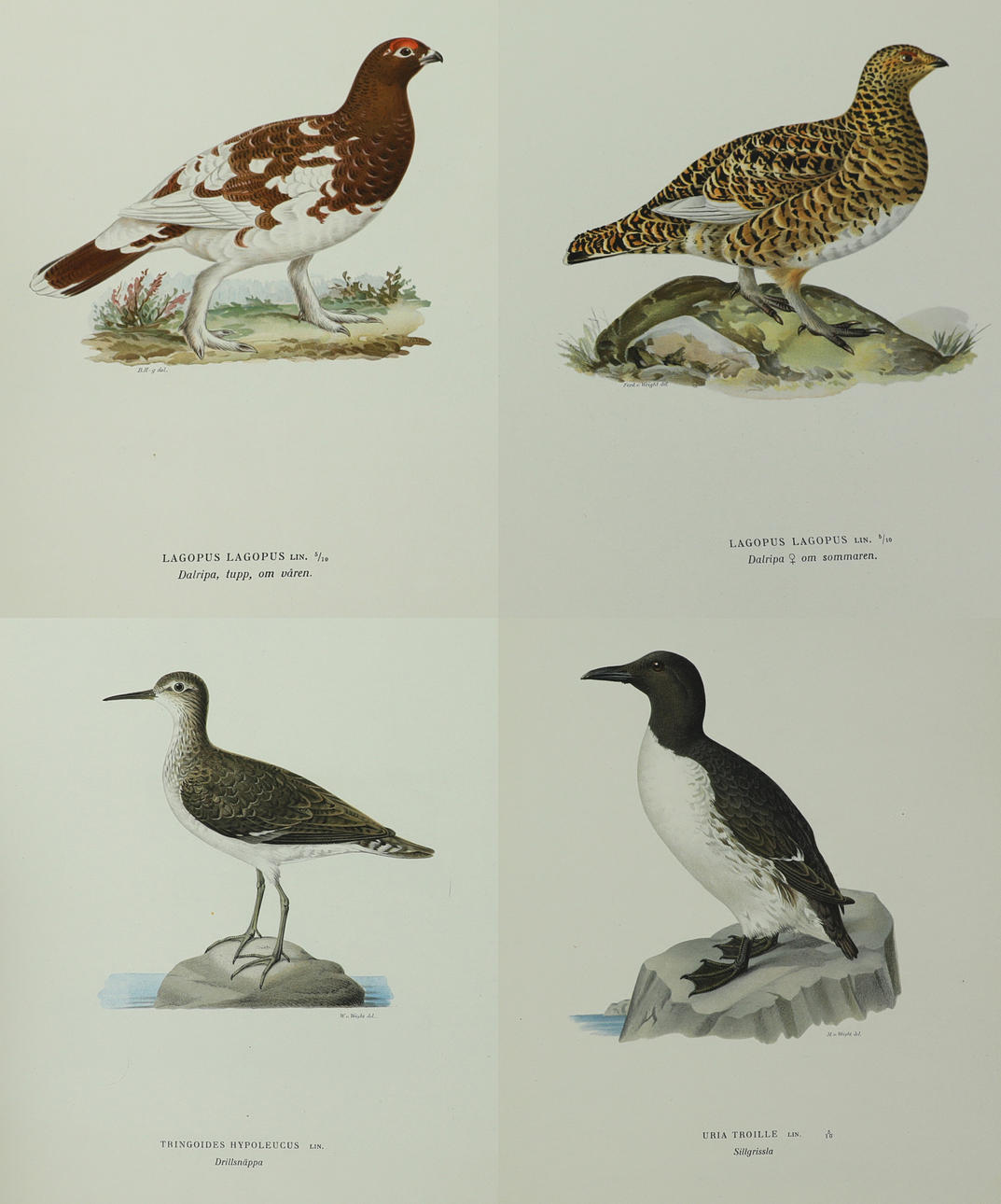 SVENSK FUGLE, af MW & F VON Wright.