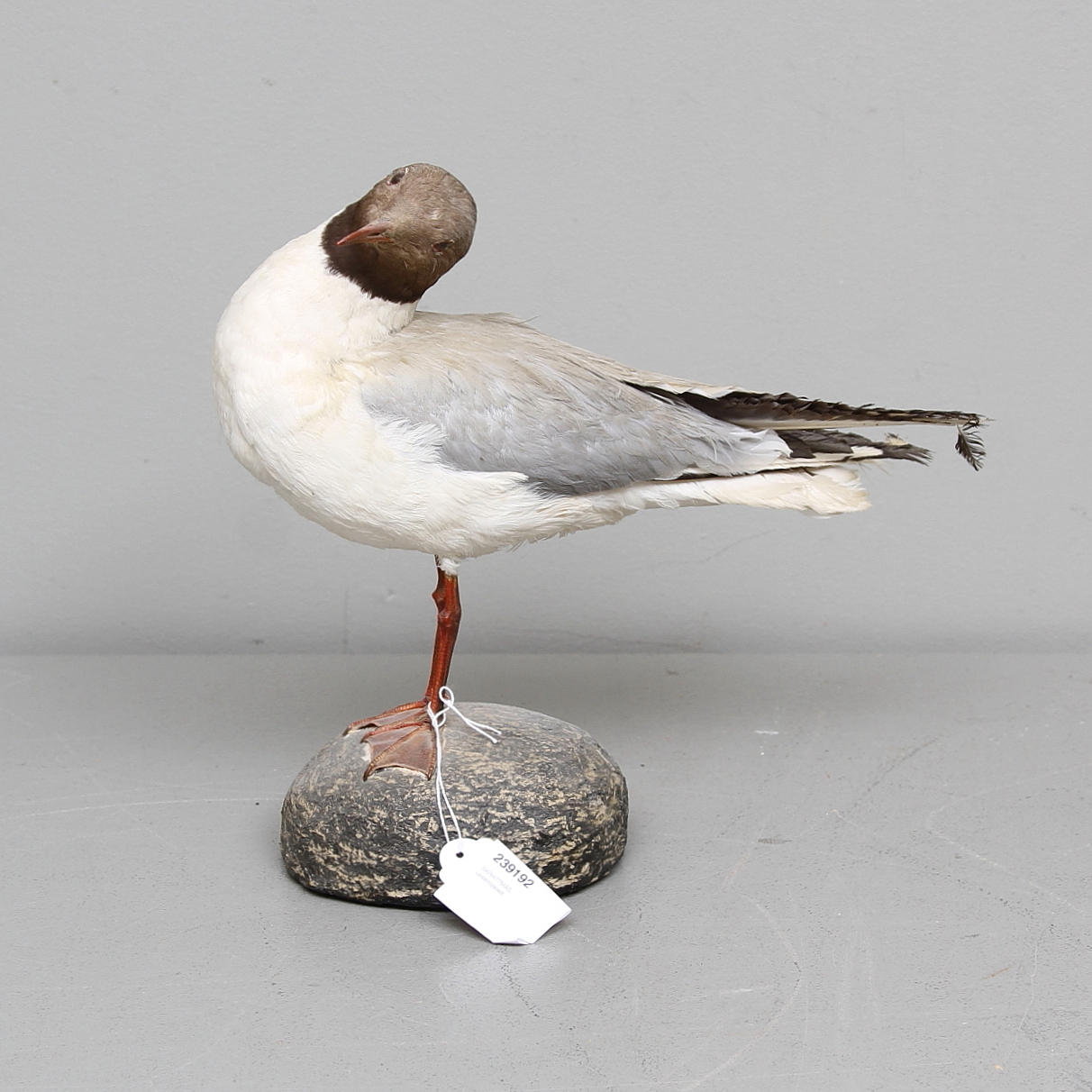 SKRATTMÅS, uppstoppad.