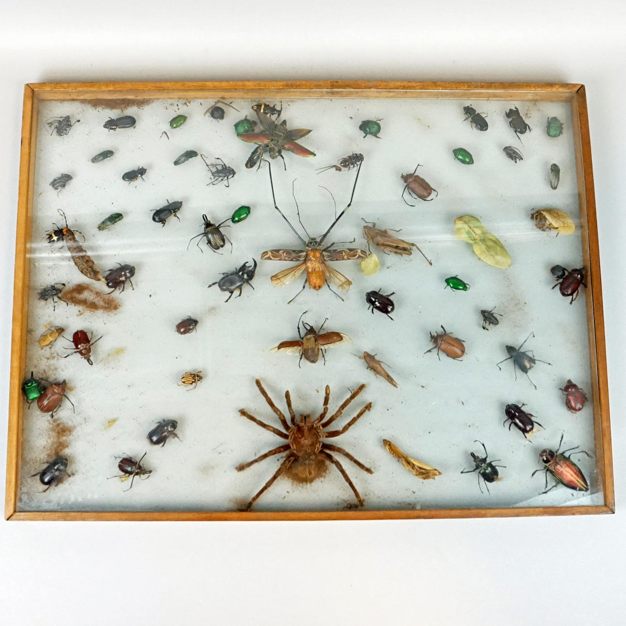 INSECT BOARD.