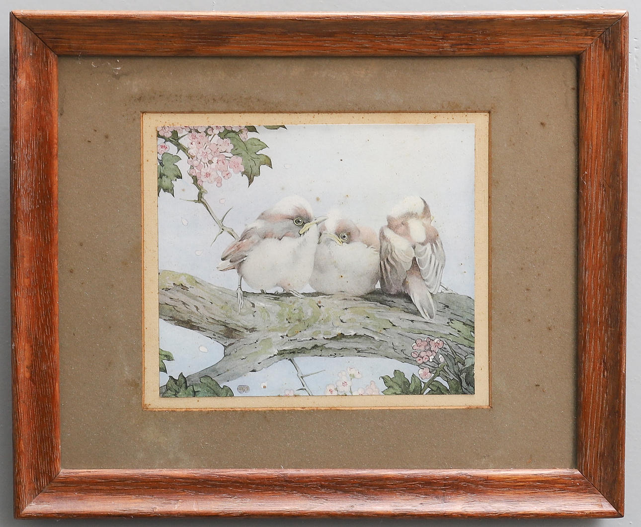 EDWARD JULIUS DETMOLD (1883-1957). BIRDS.