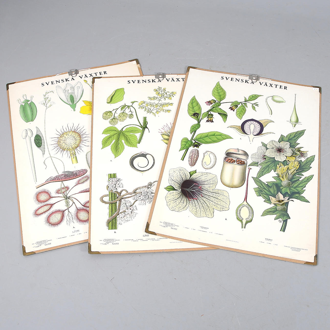 SKOLPLANSCHER, 3 st, Svenska Växter, Nordiska Skolmaterielförlaget. 1900-talets första hälft.