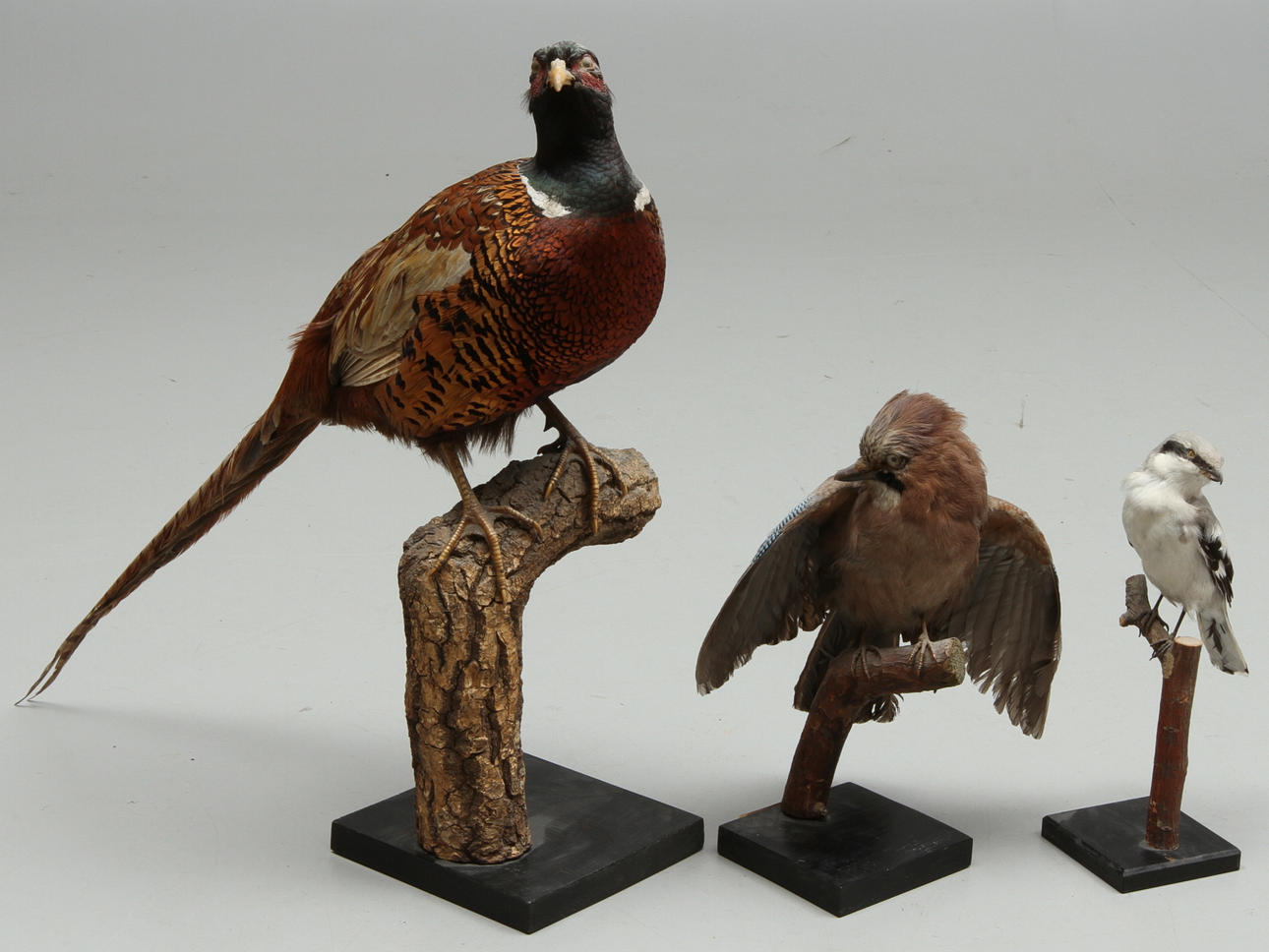 FASAN, NÖTSKRIKA, VARFÅGEL, uppstoppade.