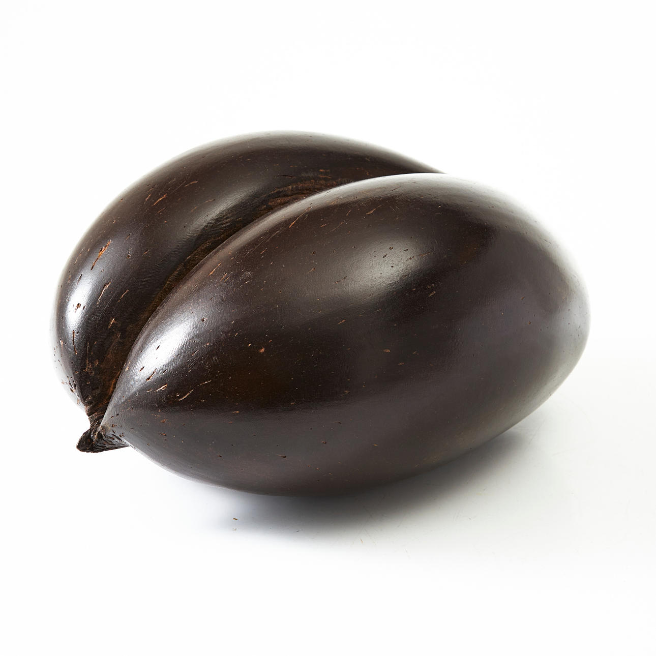 COCO DE MER, polished sea coconut/double nut, 1900s.