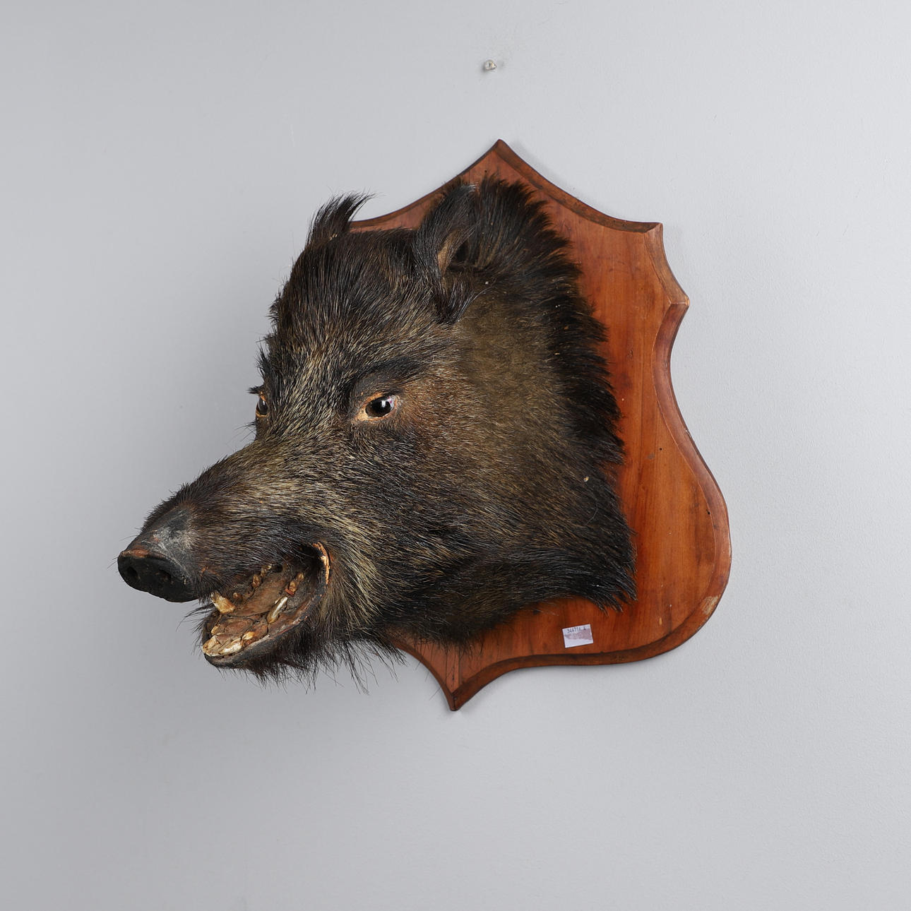 A MOUNTED BOARS HEAD.