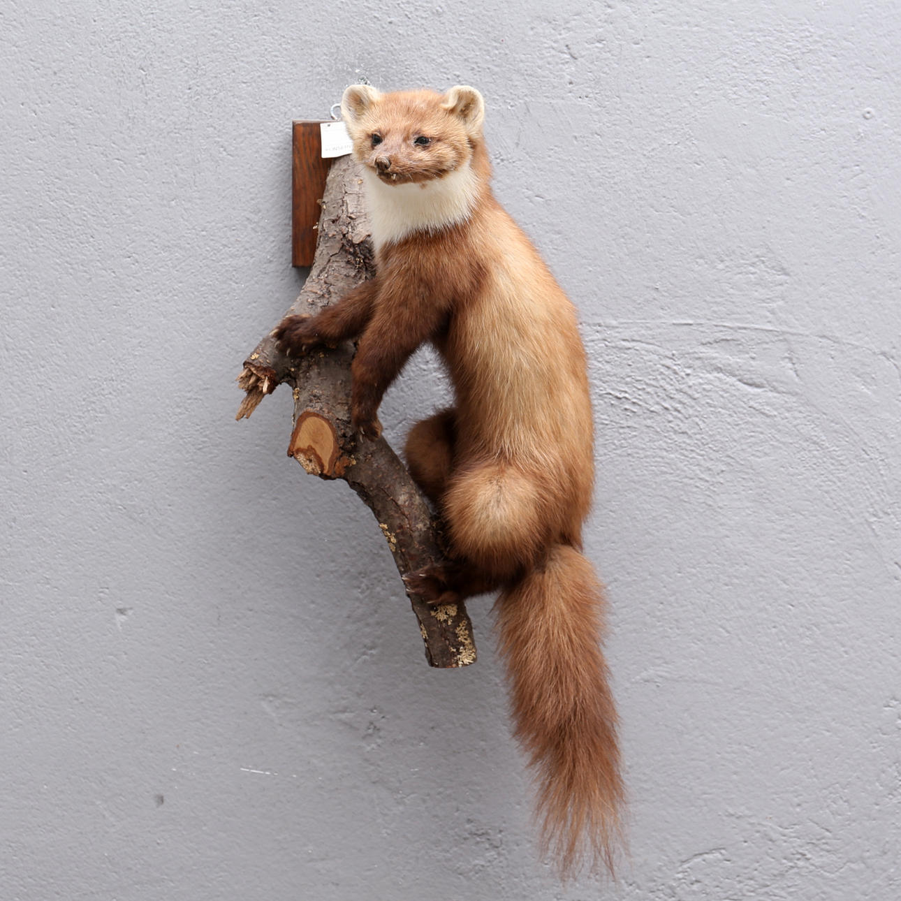 TAXIDERMI, ausgestopfter Marder.