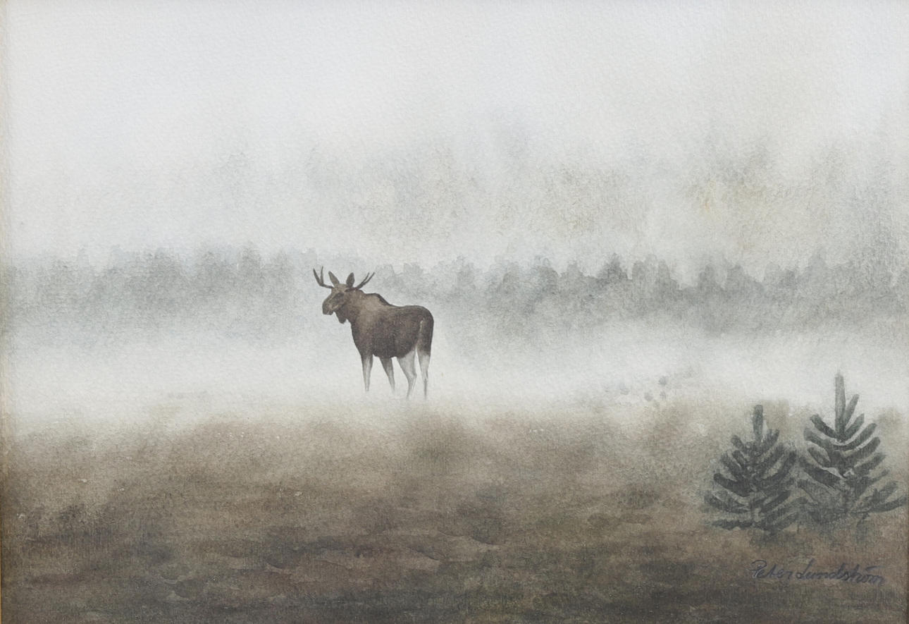 PETER LUNDSTRÖM. Moose on bog, watercolor. Signed.