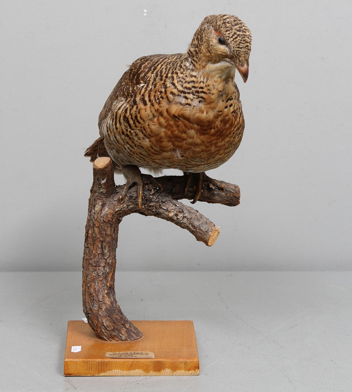 TJÄDERHÖNA, uppstoppad.