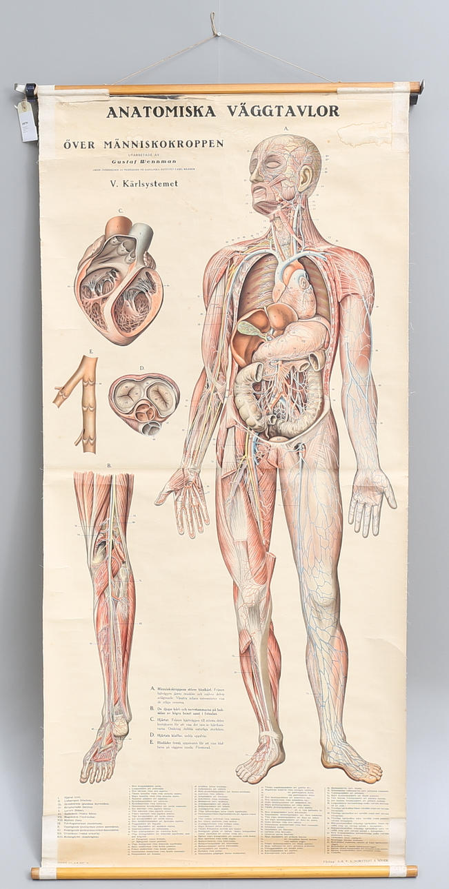 PLANSCH, "Kärlsystemet", Gustaf Wennman.