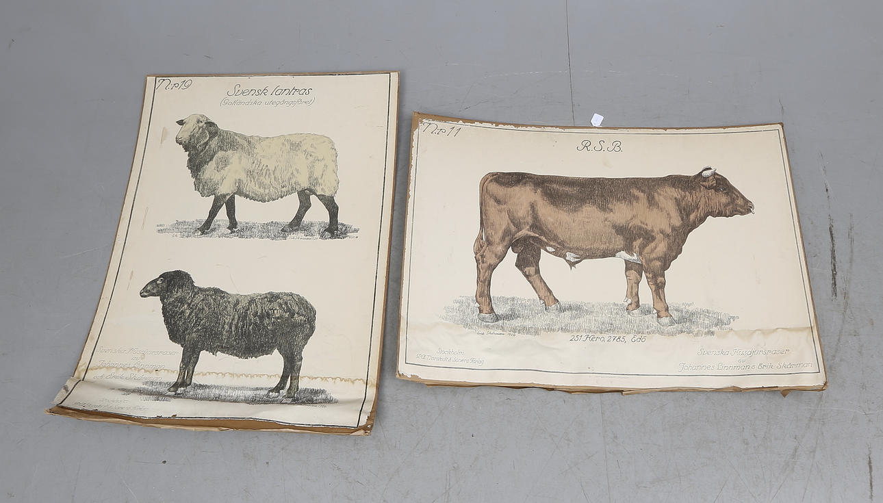 SKOLPLANSCHER, 2 st, "Svenska husdjursraser". 1920-tal.