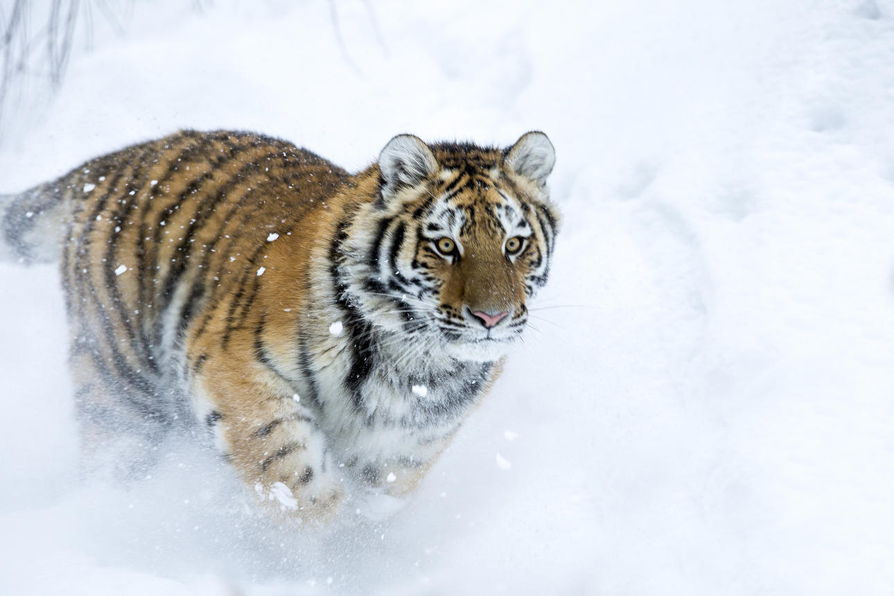 Övernattning i familjerum, frukostbuffé, entré till Nordens Ark samt ett mäktigt möte med ett valfritt djur. Värde 5 500 kr.