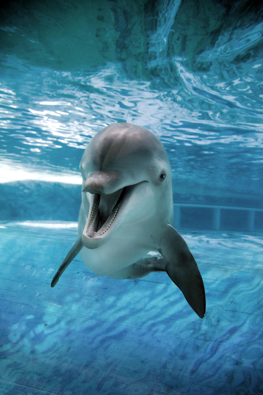 Fem entrébiljetter till Kolmårdens Djurpark. I entrébiljetten ingår alla attraktioner, fria åk i karusellerna, "Safari", delfinshowen "Life", Bamses Värld och alla spännande och lärorika shower och visningar.