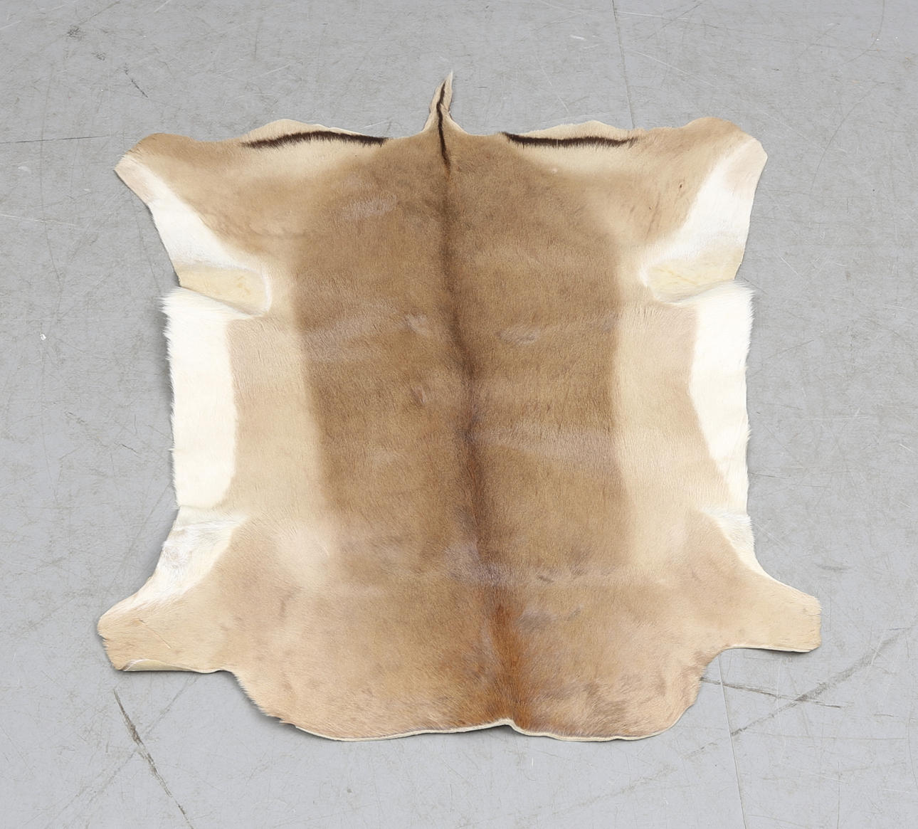 PIEL, gacela. Africano, 1900.