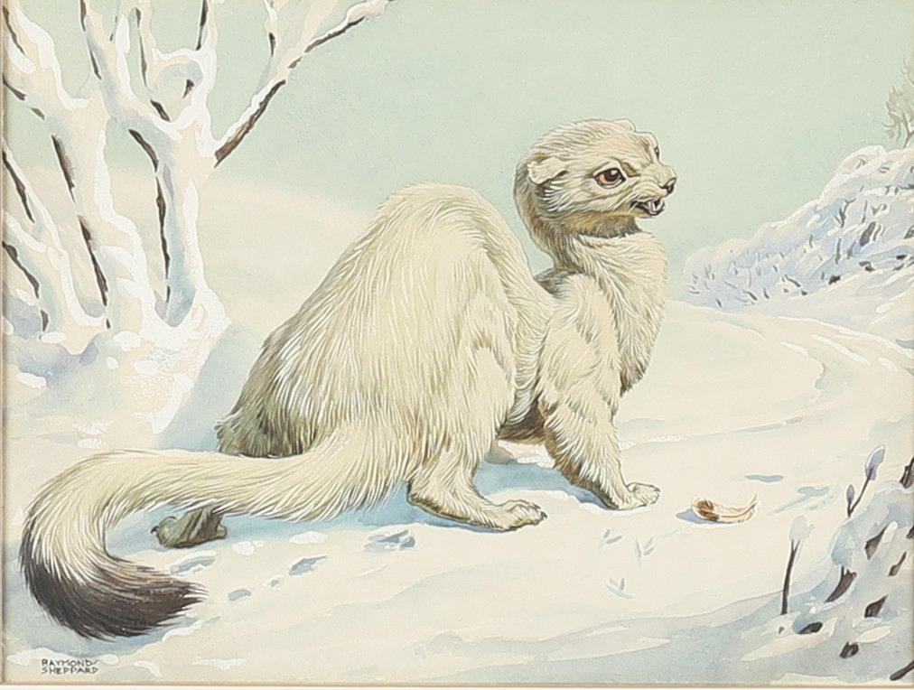 RAYMOND SHEPPARD (1913-1958). SNOW STOAT.