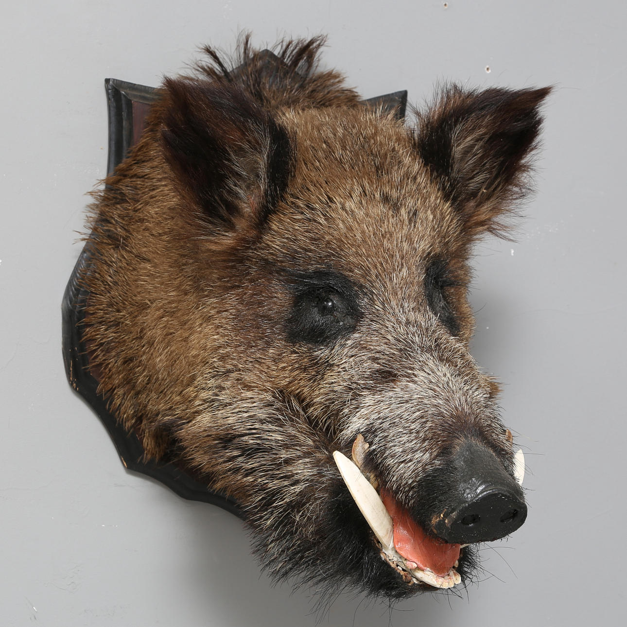 JABALÍ, disecado, modelo grande.
