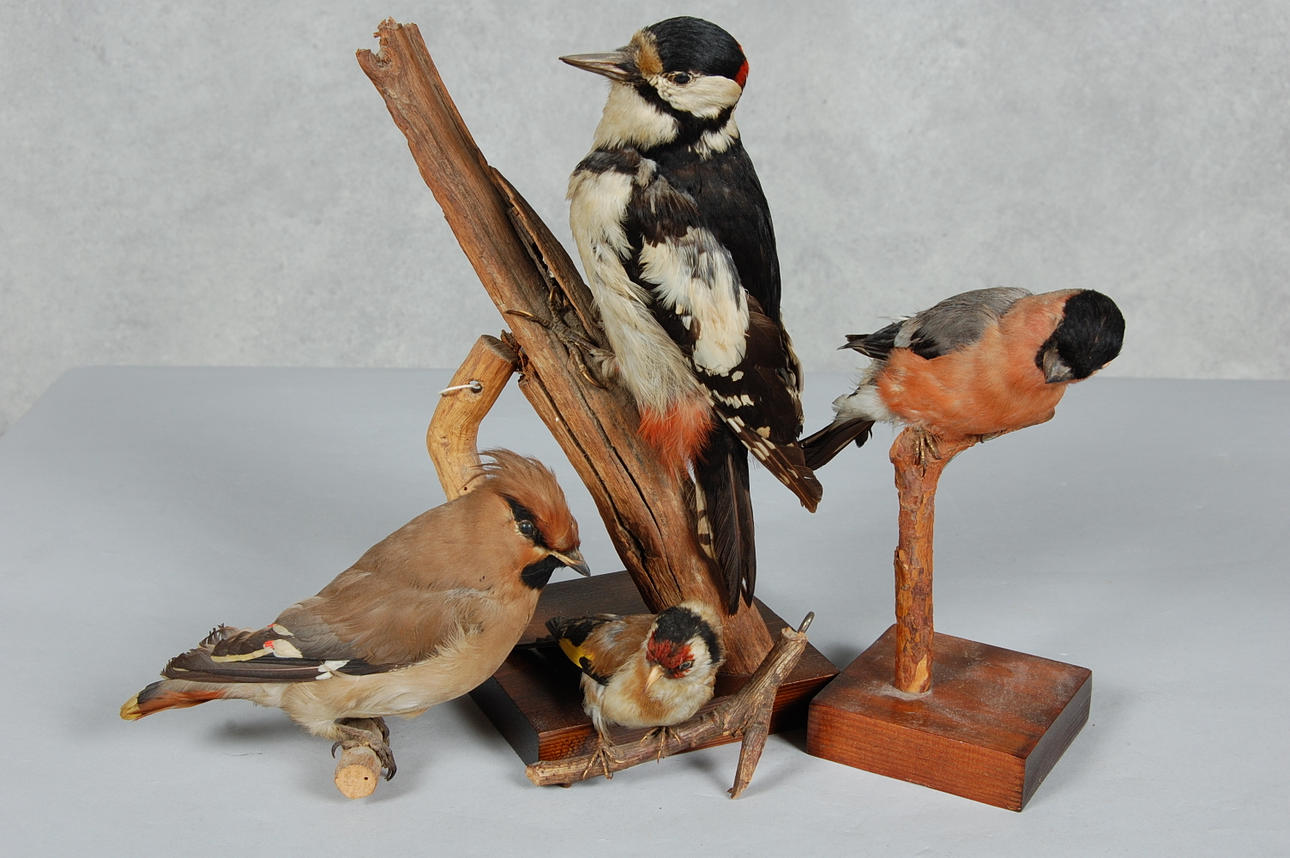 UPPSTOPPADE FÅGLAR, 4 st.