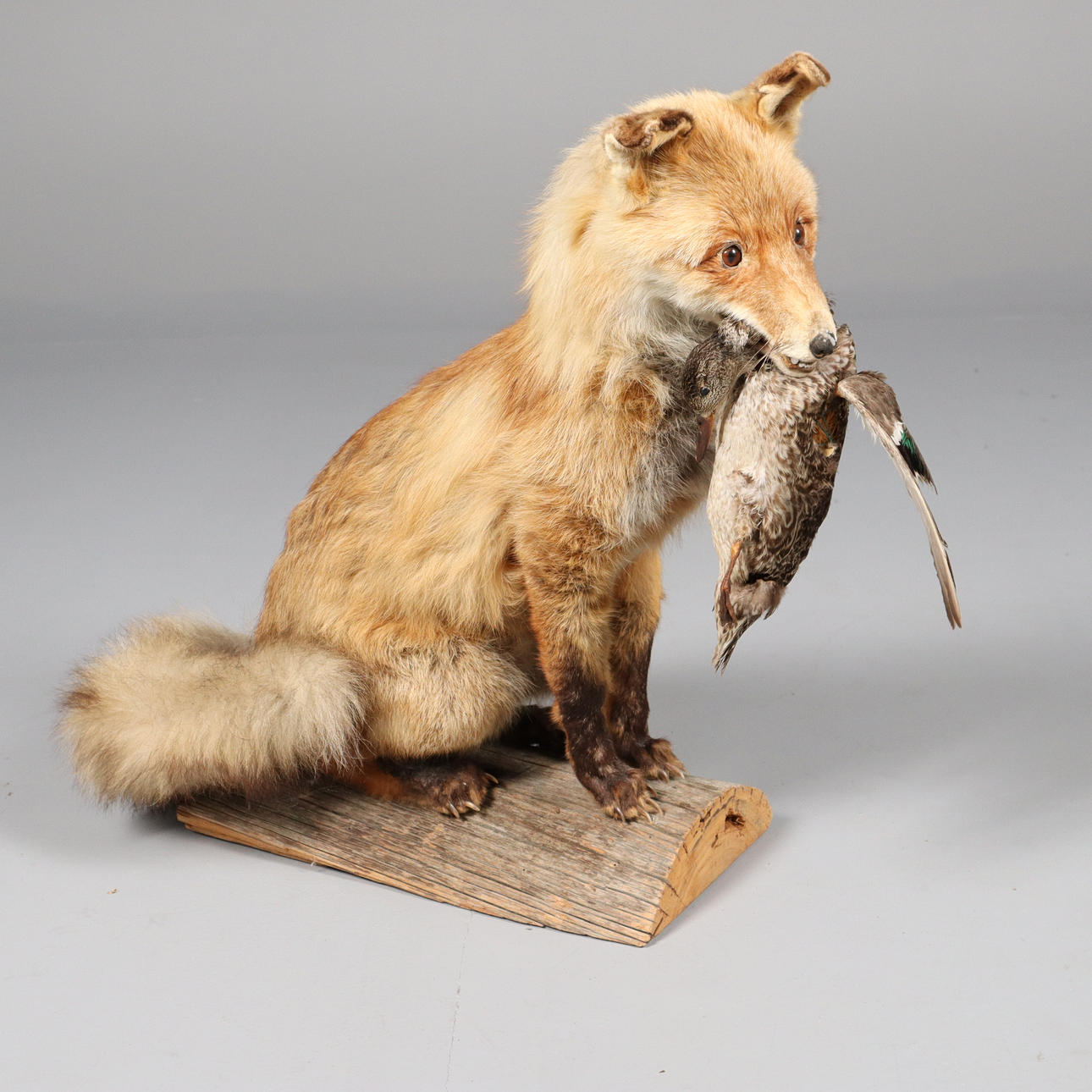 FOX WITH GRASSLAND, taxidermy.