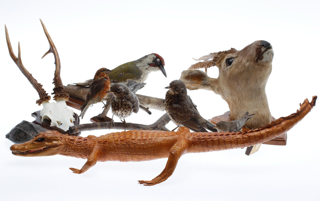 PARTI UPPSTOPPADE DJUR, 8 st samt TROFÉ bl.a. sköldpadda, reptil, fåglar.