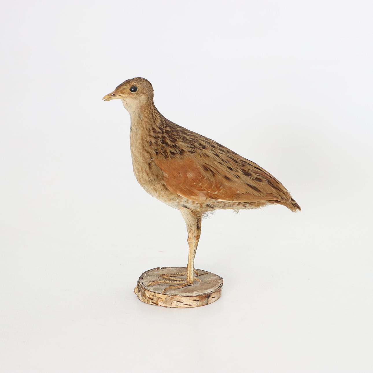 Pájaro, guión de codornices, macho, años 40.