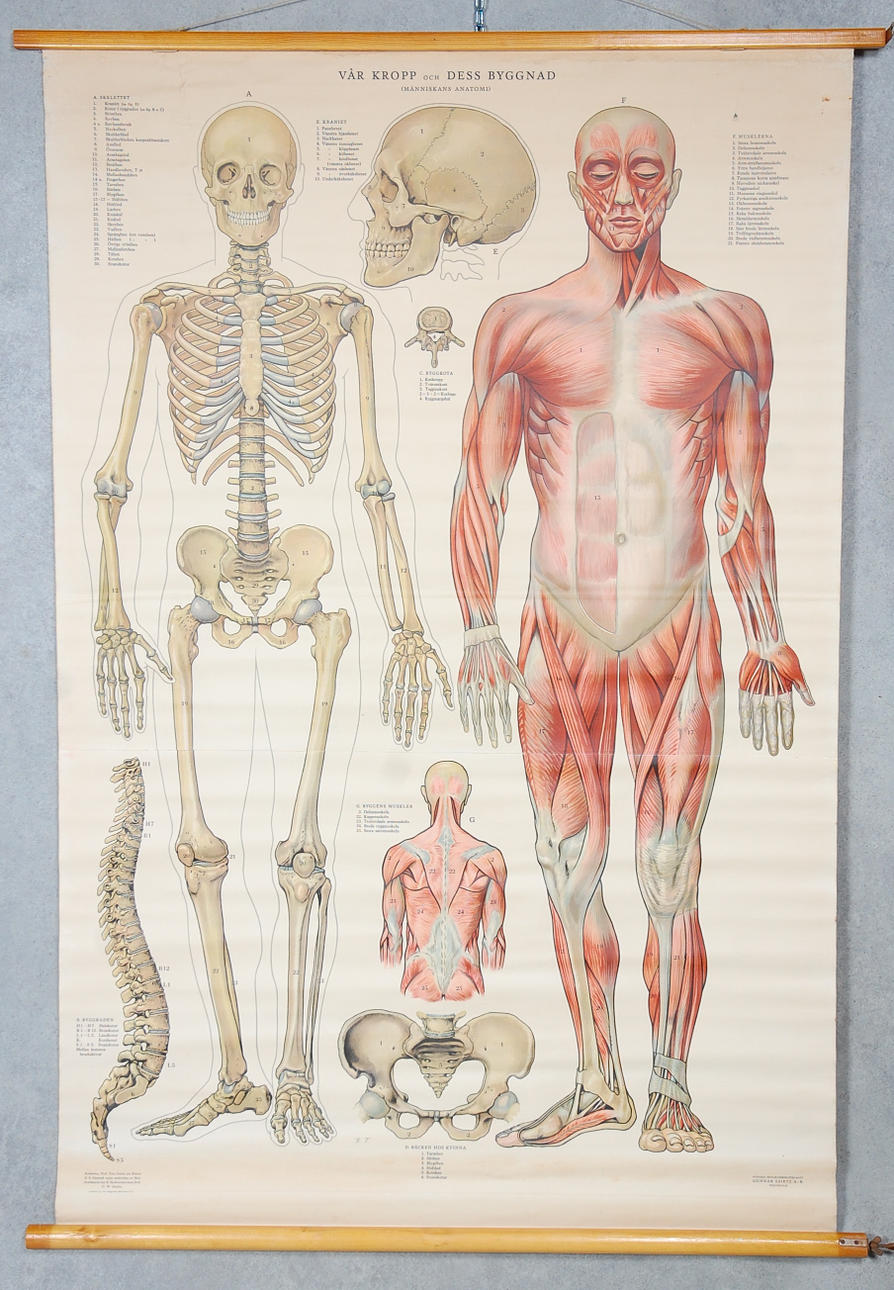 SKOLPLANSCH, " Kroppen och dess byggnad " från 1951.