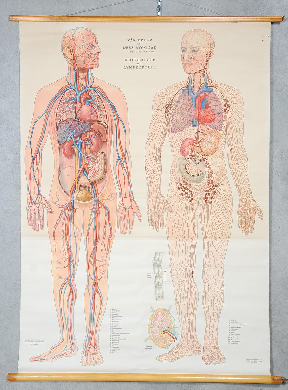 SKOLPLANSCH, " Blodomlopp, lymfkörtlar " från 1951.