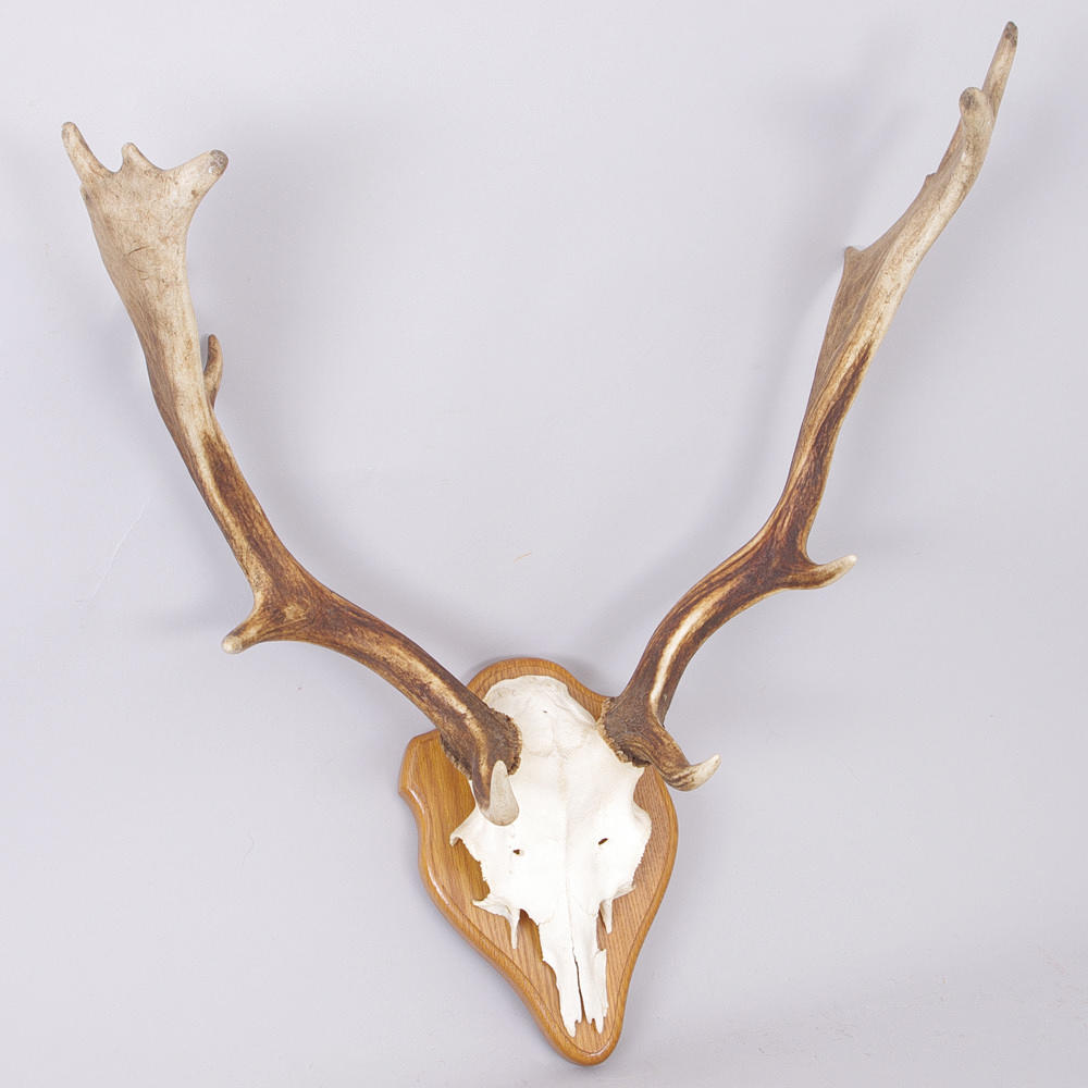 JAKTTROFÉ, dovhjort.